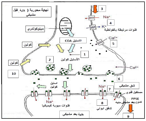 الملخص كمون عمل الغشاء بعد مشبكي